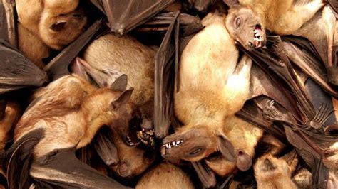 Virus likely jumped to humans from bats through 'missing link' animal ...