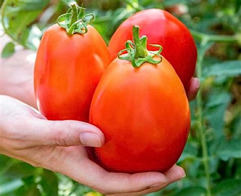 Si Merah Berjuta Manfaat, Menjelajahi Dunia Tomat dan Beragam Jenisnya