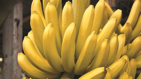 Magnesium deficiency-Banana | Yara Zambia