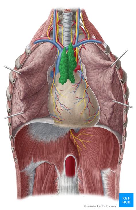 Timo: Anatomía, histología y función | Kenhub