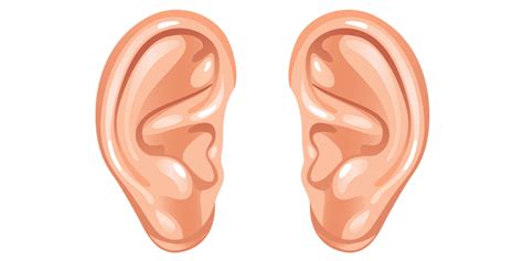 Ear Clip art - ear png download - 1271*2281 - Free Transparent png ...