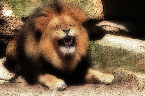 Animal Sketch Free Stock Photo - Public Domain Pictures