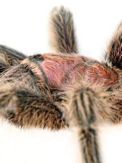 Tarantula Molting Process (Complete Guide) - SnakeTracks.com