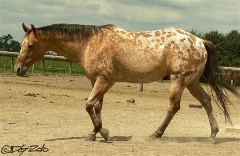 Buckskin Appaloosa. | Appaloosa horses, Horses, Horse coat colors