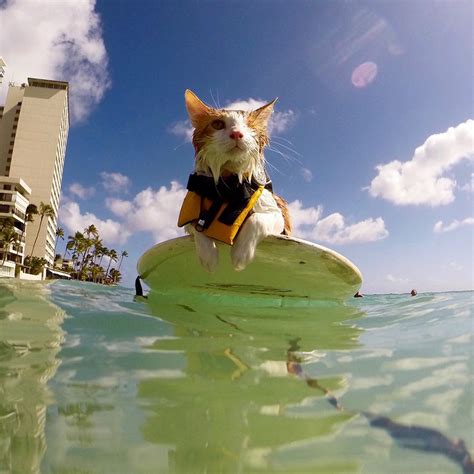 Stunning One-Eyed Cat Who Loves Swimming And Surfing In Hawaii | KTC Hawaiian - Kapo Trading Company