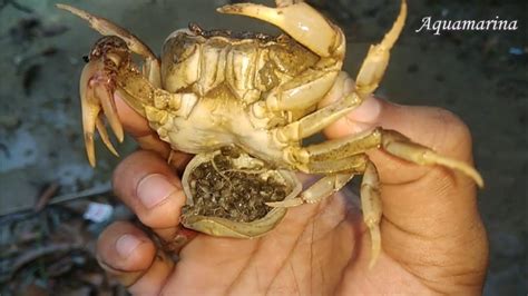 Crab Has A Secret Place To Keep Its Babies - YouTube