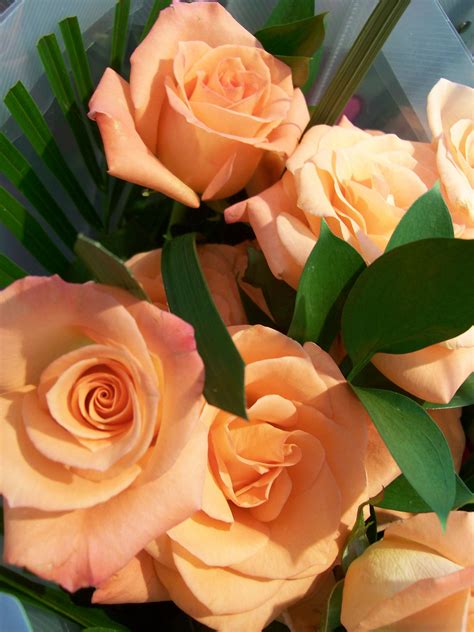 Peach Roses Peach Roses, Bloom, Flowers, Plants, Plant, Royal Icing Flowers, Flower, Florals, Floral