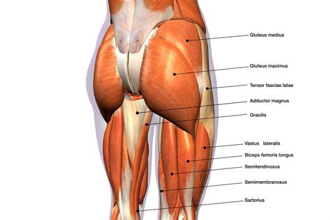 Gluteus anatomy and 4 effective exercises for your training