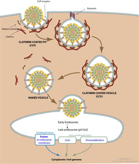 Cytoplasm Vesicle - Owen Pasha