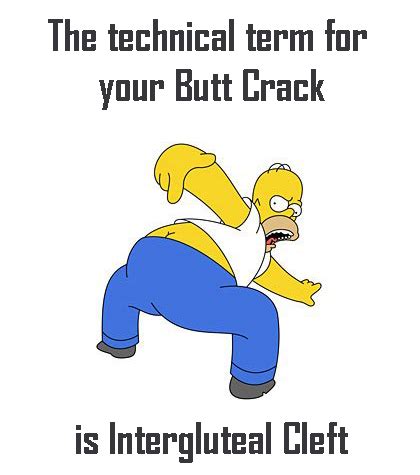 The technical term for your butt crack is 'intergluteal cleft'. Now you know. :D #anatomy ...