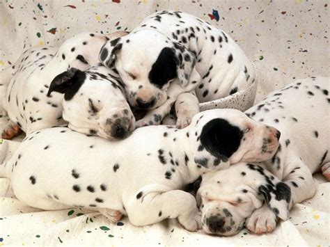 Dalmatian Cute Puppies Photos | Cute Puppy Images Pictures