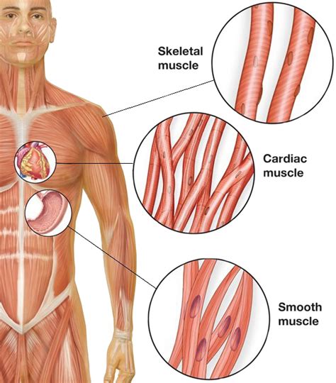 Smooth Muscle Cells and Cardiovascular Disease