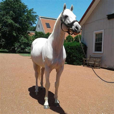 The great Tapit standing for $300,000 Horse Mate, Thoroughbred Horse ...