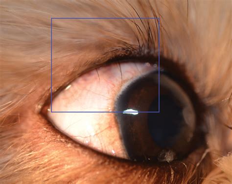 The Hairy Eyeball: What’s Your Culprit? | Today's Veterinary Nurse