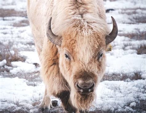 11 White Buffalo Meanings: Native American Symbolism