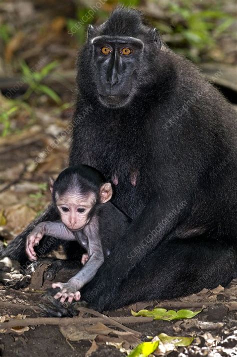 Crested black macaque and baby - Stock Image - C002/7844 - Science ...
