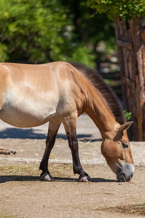 Kiang Kostenloses Stock Bild - Public Domain Pictures