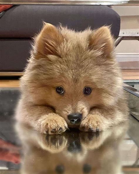 Mini Chow Chow — The Miniature Teddy Bear Dog