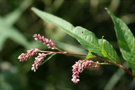 Persicaria maculosa/Polygonum persicaria (Perzikkruid) - Plant(en)namen