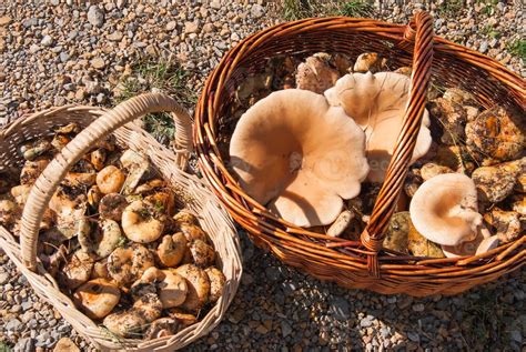 Lactarius Deliciosus 1321453 Stock Photo at Vecteezy