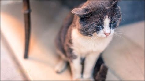 5 Signs Your Cat Is In Pain to Know Your Cat Needs Help