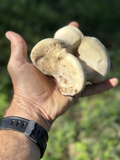 The remarkable significance of a small interesting bone: The Astragalus — Karisia Walking Safaris