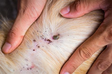 Pet Flea and Tick Hitchhikers: Our Control Guide - El Paso Animal Hospital