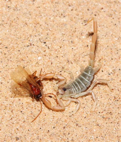 Small Scorpion with Prey - Smeringurus mesaensis - BugGuide.Net