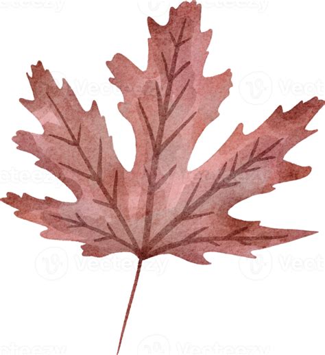 watercolor leaf clip art 16535643 PNG