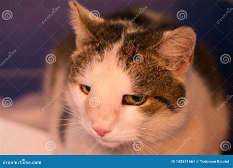 Gato con el tumor nasal imagen de archivo. Imagen de nathans - 142541661