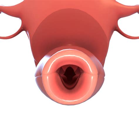 Human Female Reproductive System 3d Model Cgtrader - Riset