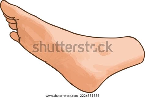 Leg Drawing Illustration Coloring Background Stock Illustration ...