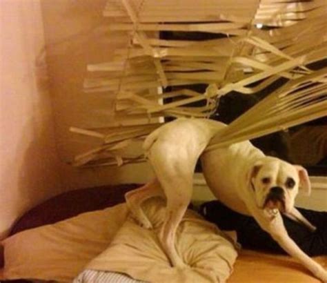 26 Dogs That Failed in the Funniest Way Imaginable