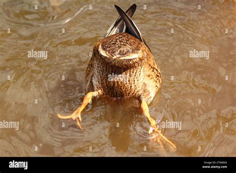 duck feeding in pond Stock Photo - Alamy