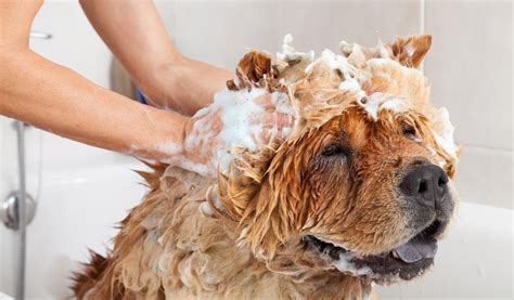 Dog Grooming Tips and Tricks for Beginners