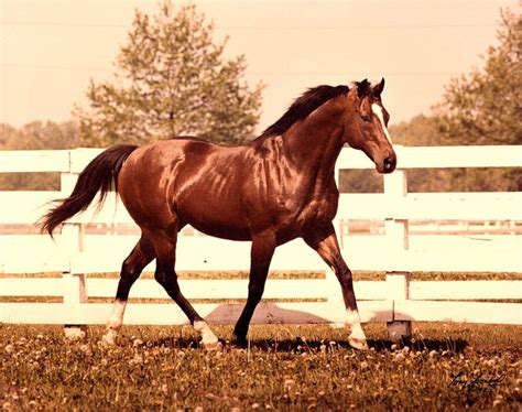 NORTHERN DANCER - The ultimate bloodline! - Proven Thoroughbreds