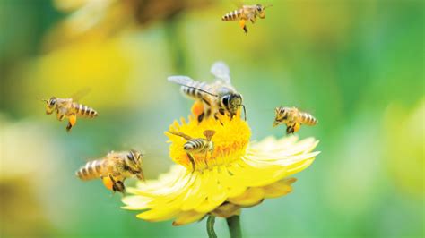 Pollinators Are Our Friends | BOOMER Magazine