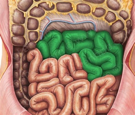 Small Intestine Jejunum Ileum – NBKomputer