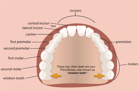 Different Types of Teeth | Incisors, Molars, Canines & More