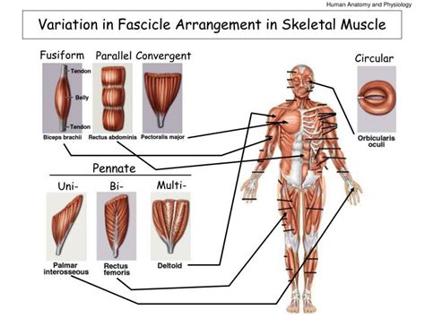 PPT - Variation in Fascicle Arrangement in Skeletal Muscle PowerPoint Presentation - ID:791853