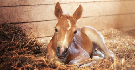 What’s a Baby Horse Called & 4 More Amazing Facts! - A-Z Animals