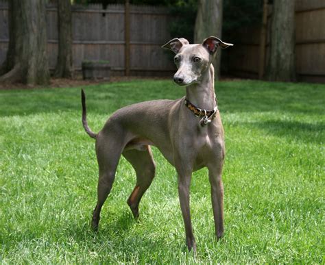 File:Italian Greyhound standing gray.jpg - Wikipedia, the free encyclopedia