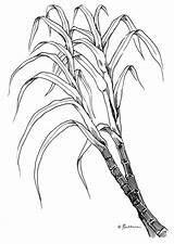 Sugarcane Coloring Pages sketch template