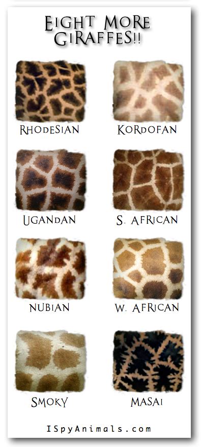 And You Thought There Was Only ONE! | Giraffe species, Giraffe, Types of giraffes