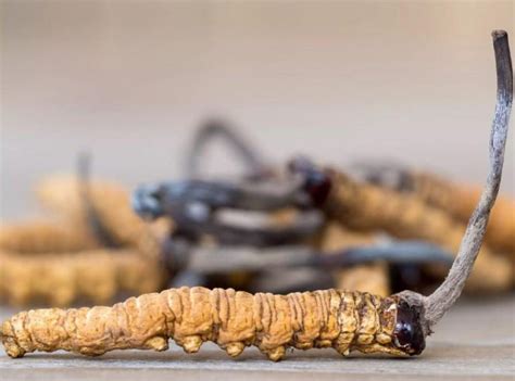 Cordyceps sinensis: The Caterpillar Fungus Benefits, Price & More