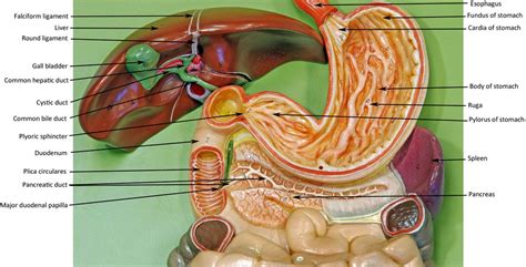 Digestive flat board | Digestive system model, Basic anatomy and physiology, Human anatomy and ...