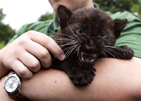 Baby panthers can be so fierce and adorable at the same time Land of ...