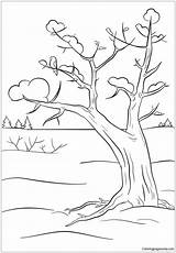 Winter Tree Coloring Pages  For sketch template