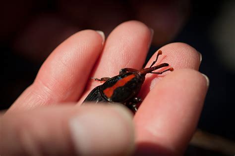 Red Palm Weevil | Center for Invasive Species Research