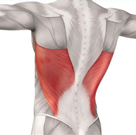 Latissimus Dorsi (Lats): Muscles, Actions, and Training Tips in 2022 ...